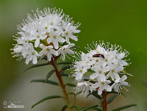 Sumpf-Porst Bilder, Sumpf-Porst Fotos | NaturFoto