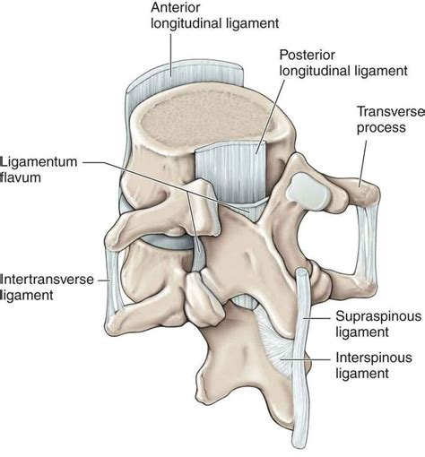 극상인대 Supraspinous Ligament 극간인대 Interspinous Ligament 횡돌기간 인대