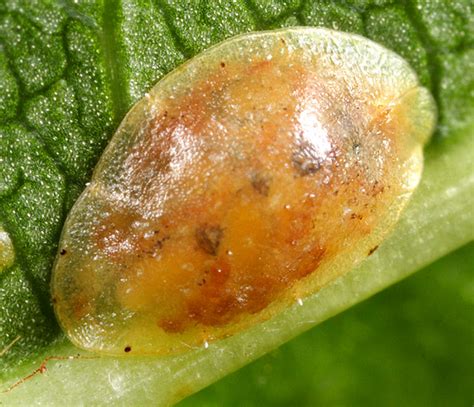 Scale Insect Bugguide