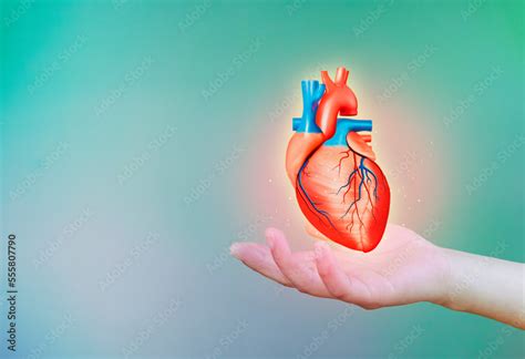 heart attack, human heart isolated on light background. cardiology and medical care for heart ...