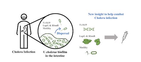 Understanding The Entirety Of The Vibrio Cholerae Biofilm Lifecycle