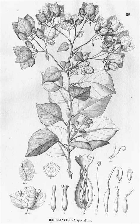 13611 Bougainvillea Spectabilis Willd Martius C Eichler A G