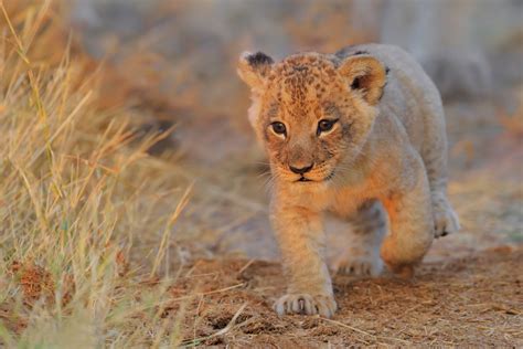 [100+] Lion Cub Wallpapers | Wallpapers.com