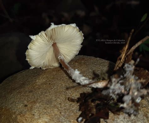 Lepiota sp XYLARIA Hongos de Colombia Teodoro Chivatá 2 Flickr