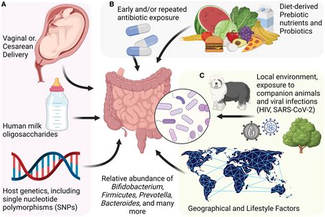 Gut Microbiota 