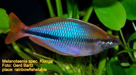 Melanotaenia Spec Kiunga Rainbowfishstable