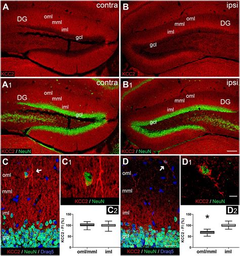 Frontiers Layer Specific Changes Of Kcc And Nkcc In The Mouse