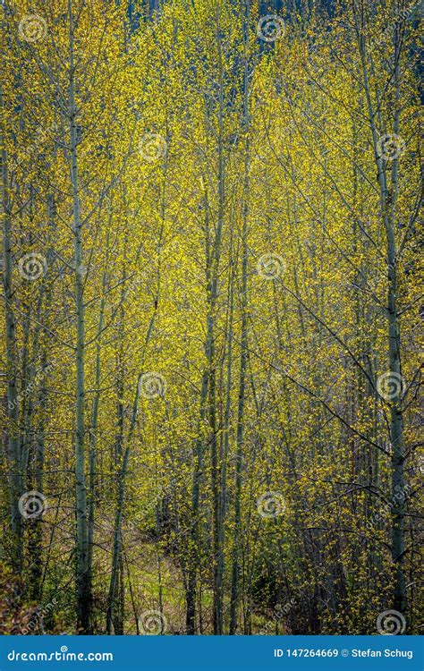 Cottonwood Trees - Leaf-Out Stock Image - Image of mountain, high ...