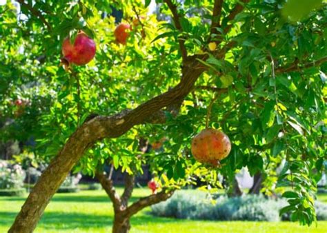 care  pomegranate trees nurturing    juicy harvests