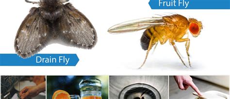 Preventing Fruit Flies And Drain Flies Beaver Pest Control