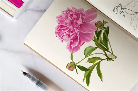 How To Draw A Peony Creating A Realistic Peony Drawing