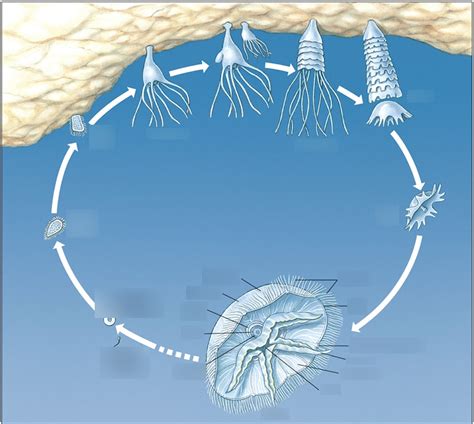 Life Cycle Of Aurelia Diagram Quizlet