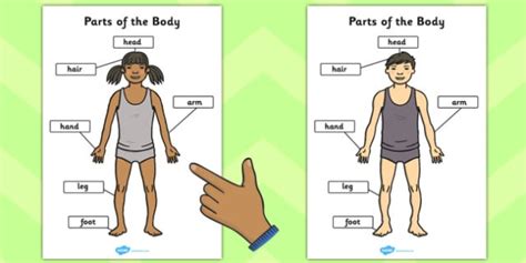 Parts of the Body Simple (Teacher-Made)