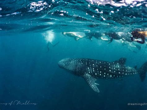 Support Maldives Whale Shark Research Programme To Win A Luxury Stay