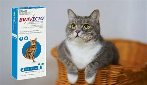 Bravecto Katze Kaufen Bravecto Plus Katze KatzenUndHunde