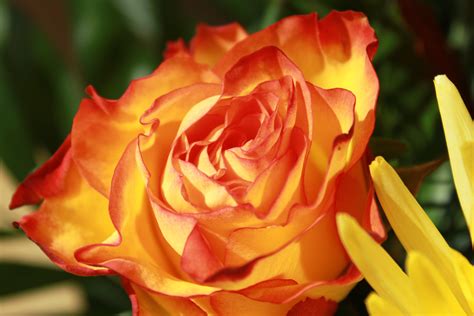 2560x1440 wallpaper | yellow orange flowers | Peakpx