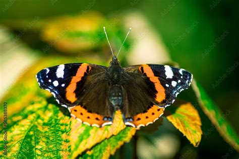 duży motyl rusałka admirał brązowy z białymi plamkami i czerwonymi ...