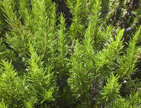 How to Grow and Care for Rosemary Indoors and Outdoors