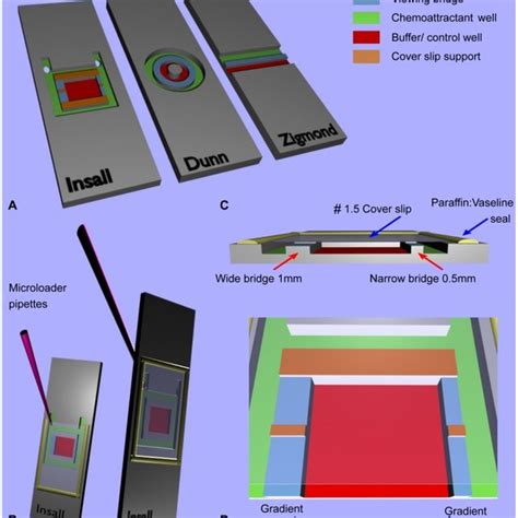 Insall Chamber Chemotaxis Assay With Identical Set Up And Analysis To