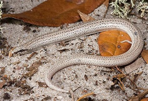 Florida Sand Skink Facts and Pictures