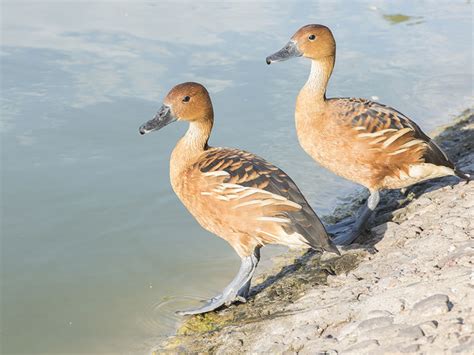 Fulvous Whistling Duck Hunting - Waterfowlers Challenge