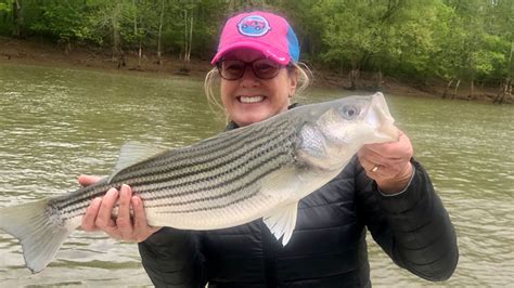 Tricia Haneys Roanoke River Striper Carolina Sportsman