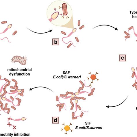 The Process Of Bacteria Promoted Sperm Agglutination The Agglutinating