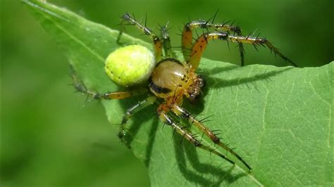 Araniella sp Araneidae Araignée verte YouTube