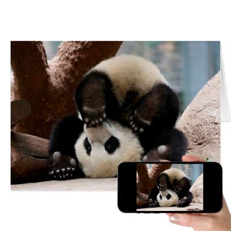 Baby pandas playing - baby panda cute panda | Zazzle