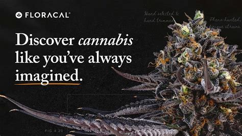 Floracal Farms Floracal Delivers A First Class Cannabis Experience