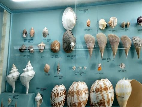 India Seashell Museum Mahabalipuram Ticket Price Timings Photos