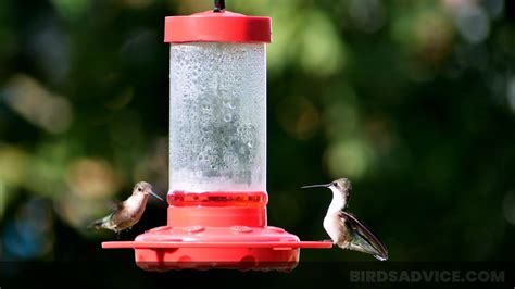 Hummingbird Feeder Placement: Shaded and Convenient – Nature Blog Network