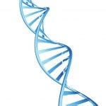 Dna Structure Stock Vector Image By Natalia