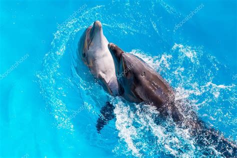 Dolphins Swimming In The Clear Blue Water Of The Pool Closeup Stock