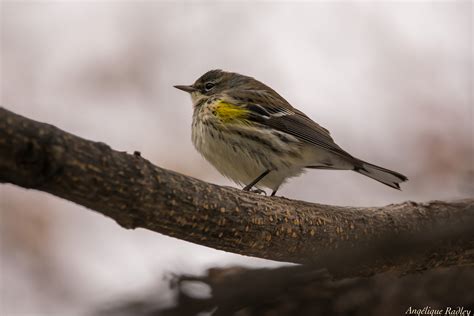 Paruline A Croupion Jaune Yellow Rumped Warbler Dendro Flickr