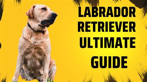 The Ultimate Guide To Labrador Retrievers Everything You Need To Know