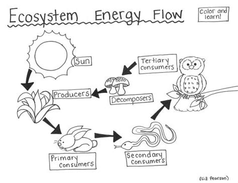 Ecosystem Energy Flow Printable Coloring Page Educational Worksheets Library