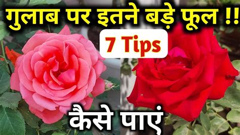 Rose Plant Growing Tips Rose Plant Care