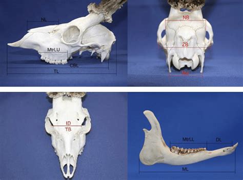 Deer Skull Anatomy