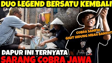 MBAH BANDOT KENA STRIKE COBRA SAAT RESCUE DAPUR SARANG ULAR BERBISA