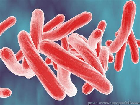 Mycobactérie Définition Et Explications