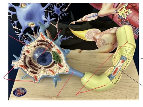 Practical Diagram | Quizlet 