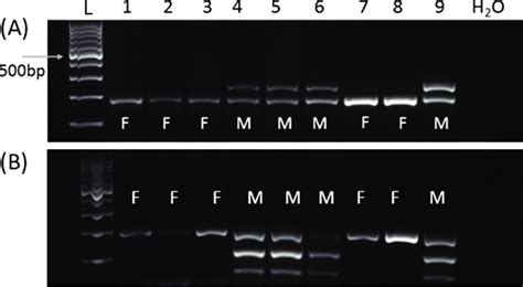 Agarose Gel Electrophoresis 2 Agarose Of Pcr Product To Determine