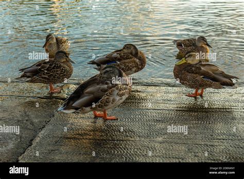 Canards mâles et femelles Banque de photographies et dimages à haute