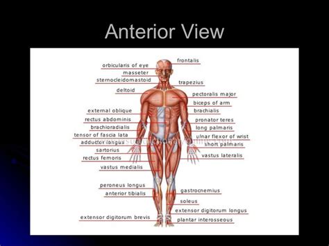 The Muscular System Powerpoint