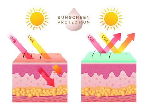 The Importance Of Melanin In Protecting The Skin Hexis Lab