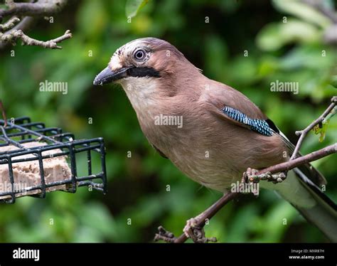 Green jay bird feeder hi-res stock photography and images - Alamy