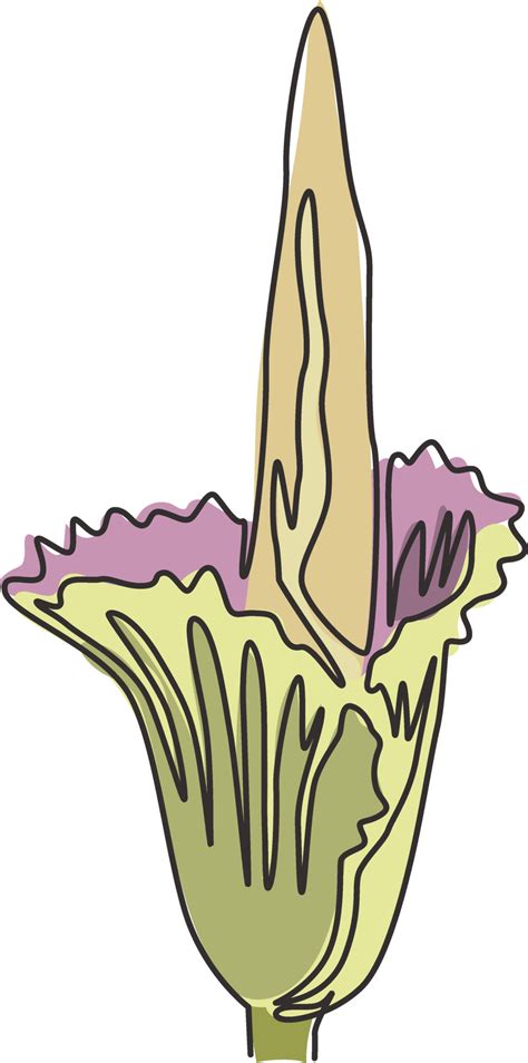 Free Single Continuous Line Drawing Of Beauty Fresh Amorphophallus