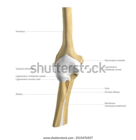 Anatomy Elbow Labelled Illustration Digital Illustration Stock