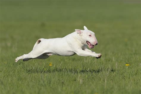 Bull Terrier Dog Breed Information & Characteristics